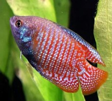 Colisa lalia